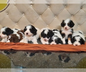 Bernedoodle (Miniature) Litter for sale in SHIPSHEWANA, IN, USA