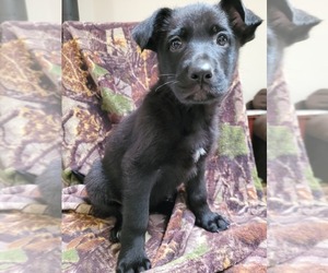 German Shepherd Dog Litter for sale in WINLOCK, WA, USA