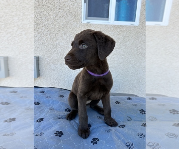Medium Photo #1 Labrador Retriever Puppy For Sale in RANCHO CUCAMONGA, CA, USA