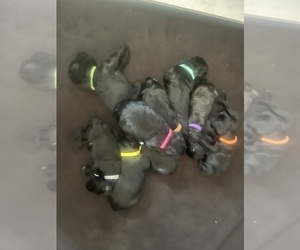 Schnoodle (Giant) Litter for sale in CARVER, MA, USA