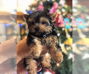 Yorkshire Terrier Litter for sale in LOS ANGELES, CA, USA