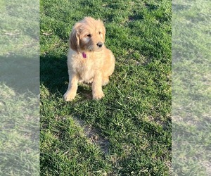 Goldendoodle Litter for sale in BLAKESBURG, IA, USA