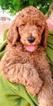 Small Photo #1 Poodle (Miniature) Puppy For Sale in DAYTON, OH, USA