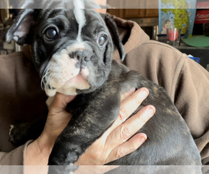 French Bulldog Litter for sale in LOCUST GROVE, VA, USA