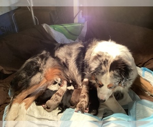 Miniature Australian Shepherd Litter for sale in BOULDER, CO, USA