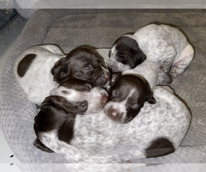 German Shorthaired Pointer Litter for sale in CLAYTON, NC, USA