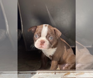 Boston Terrier Litter for sale in LIBERTY, SC, USA