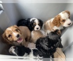 Small Photo #1 Cavalier King Charles Spaniel Puppy For Sale in SENECA, SC, USA