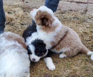 Australian Shepherd-English Shepherd Mix Litter for sale in BASS LAKE, IN, USA
