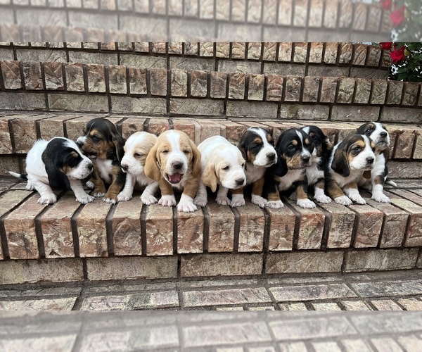 Medium Photo #1 Basset Hound Puppy For Sale in VINEMONT, AL, USA