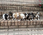 Small Photo #1 Basset Hound Puppy For Sale in VINEMONT, AL, USA