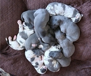 Great Dane Litter for sale in CROWN POINT, IN, USA