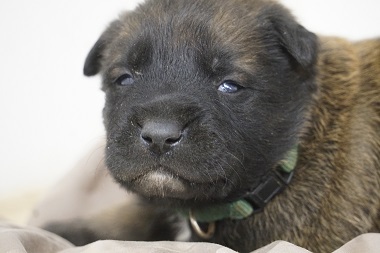 Medium Photo #1 Belgian Malinois Puppy For Sale in ETOWAH, OK, USA