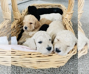 Irish Doodle-Poodle (Standard) Mix Litter for sale in RUPERT, ID, USA