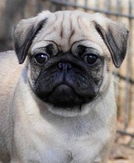 Pug Litter for sale in PORTLAND, OR, USA