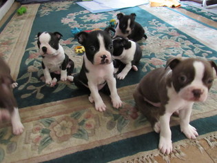 Boston Terrier Litter for sale in IMPERIAL BEACH, CA, USA
