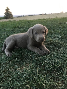 Medium Photo #1 Labrador Retriever Puppy For Sale in OLATHE, CO, USA