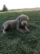 Small Photo #1 Labrador Retriever Puppy For Sale in OLATHE, CO, USA