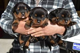 Rottweiler Litter for sale in RIO LINDA, CA, USA