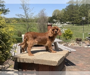 Cavalier King Charles Spaniel Litter for sale in STE GENEVIEVE, MO, USA