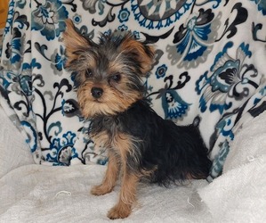 Yorkshire Terrier Litter for sale in LEWISBURG, KY, USA