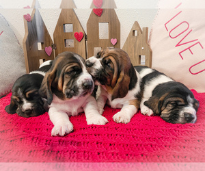 Basset Hound Litter for sale in LA SALLE, CO, USA