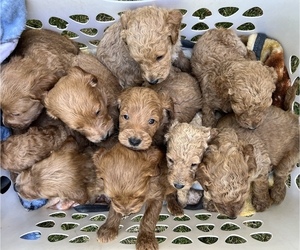 Goldendoodle Litter for sale in RENO, NV, USA