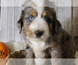 Medium Aussie-Poo-Bernese Mountain Dog Mix