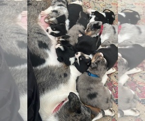 Ausky Litter for sale in TAYLOR, MI, USA