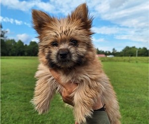Yorkshire Terrier Litter for sale in ELKTON, KY, USA