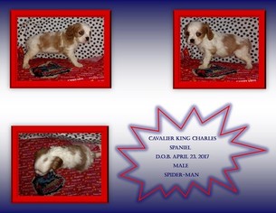 Cavalier King Charles Spaniel Litter for sale in NACOGDOCHES, TX, USA