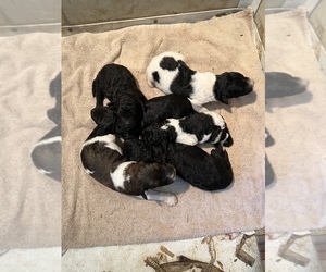 Goldendoodle Litter for sale in ARKOMA, OK, USA