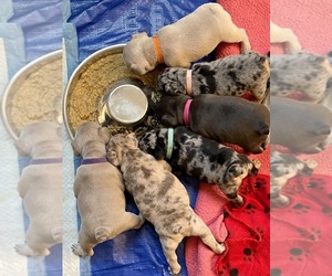 French Bulldog Litter for sale in MENIFEE, CA, USA