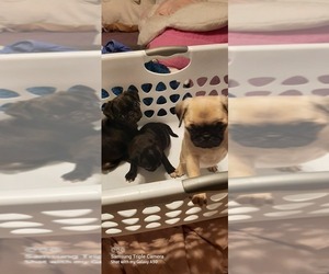 Pug Litter for sale in WHITTIER, NC, USA