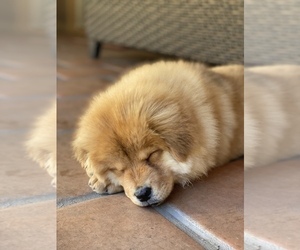 Chow Chow Litter for sale in PASADENA, CA, USA