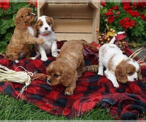 Cavalier King Charles Spaniel Litter for sale in LUBLIN, WI, USA