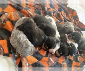 Doxle Litter for sale in ROCK VALLEY, IA, USA