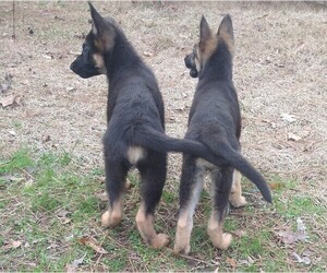 German Shepherd Dog Litter for sale in MONTICELLO, MS, USA