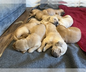 Golden Retriever Litter for sale in SWEETWATER, TN, USA