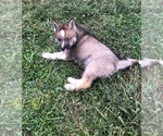 Small Photo #1 Siberian Husky Puppy For Sale in SWANSEA, MA, USA