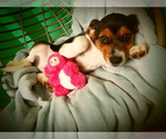 Small Photo #1 Beagle Puppy For Sale in PATERSON, NJ, USA