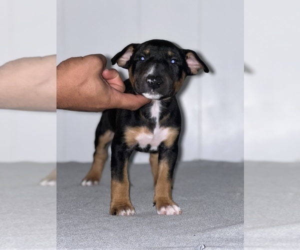 Medium Photo #1 Miniature Bull Terrier Puppy For Sale in FRESNO, CA, USA