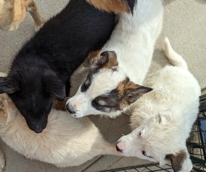 German Shepherd Dog-Siberian Husky Mix Litter for sale in SAN BERNARDINO, CA, USA