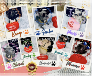 French Bulldog Litter for sale in ATHENS, GA, USA