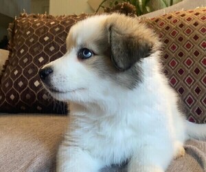 Border Collie-Siberian Husky Mix Litter for sale in PALMDALE, CA, USA