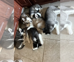 Siberian Husky Litter for sale in CHICAGO, IL, USA