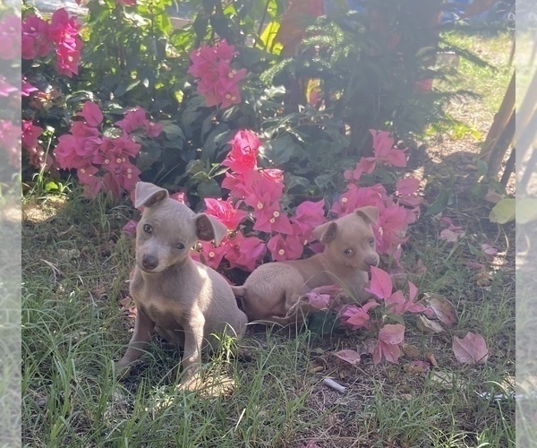 Medium Photo #1 Chihuahua Puppy For Sale in ARANSAS PASS, TX, USA