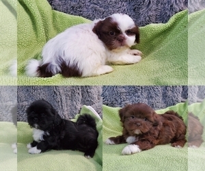 Shih Tzu Litter for sale in DONGOLA, IL, USA