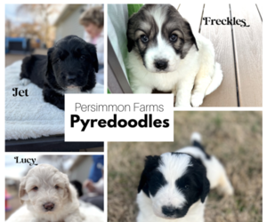 Pyredoodle Litter for sale in PLEASANT VIEW, TN, USA