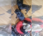 Small Photo #1 Pug Puppy For Sale in CADIZ, OH, USA